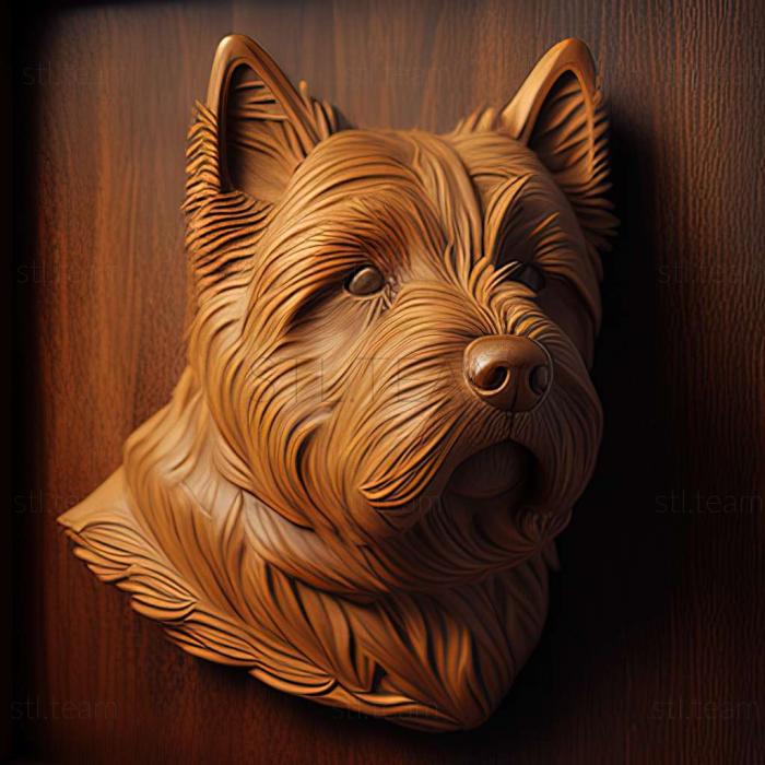 Norwich Terrier dog